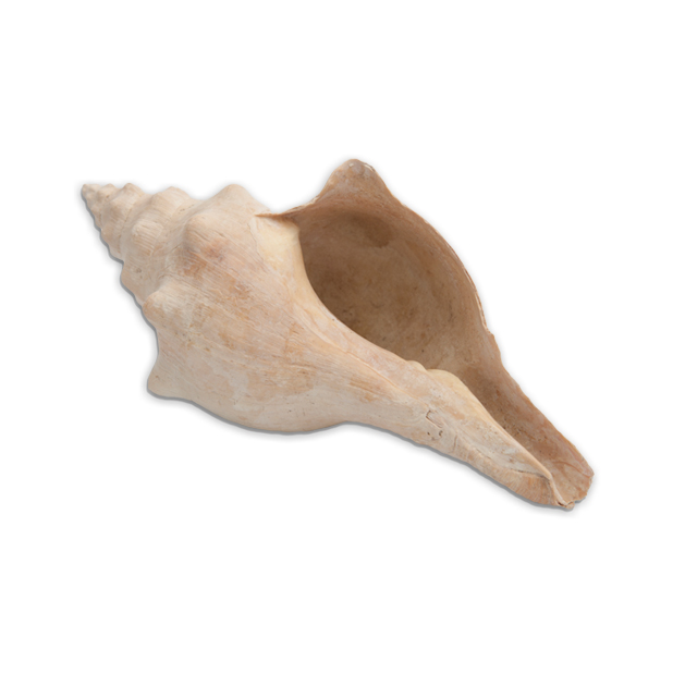 collection image